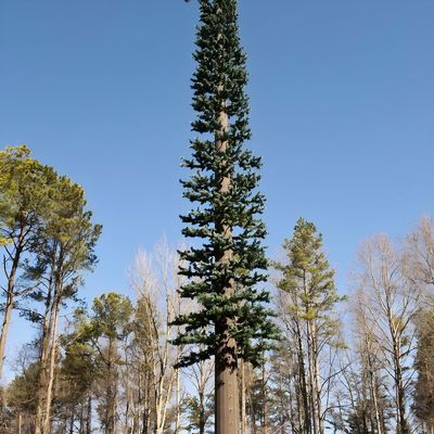 Kommunikationsmonopol Falsch Kiefer-Zellturm ASTM A36 A572 Gr50 Zellturm als Baum getarnt